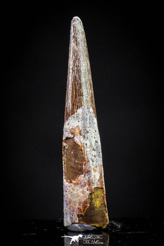 20836 - Finest Quality 0.97 Inch Pterosaur (Coloborhynchus) Tooth Cretaceous KemKem