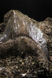 06179 - Top Beautiful 0.66 Inch Black Squalicorax pristodontus (Crow Shark) Tooth - New Location