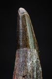 20837 - Collector Grade 0.90 Inch Pterosaur (Coloborhynchus) Tooth Cretaceous KemKem
