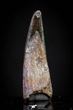 20837 - Collector Grade 0.90 Inch Pterosaur (Coloborhynchus) Tooth Cretaceous KemKem