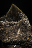 06180 - Astonishing 0.63 Inch Black Squalicorax pristodontus (Crow Shark) Tooth - New Location