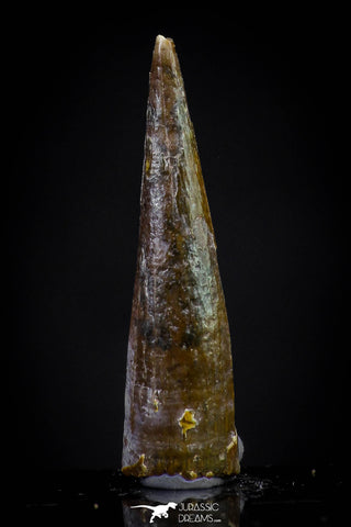 20838 - Finest Quality 0.84 Inch Pterosaur (Coloborhynchus) Tooth Cretaceous KemKem