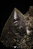 06181 - Beautiful 0.69 Inch Black Squalicorax pristodontus (Crow Shark) Tooth - New Location