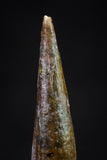 20838 - Finest Quality 0.84 Inch Pterosaur (Coloborhynchus) Tooth Cretaceous KemKem