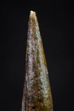 20838 - Finest Quality 0.84 Inch Pterosaur (Coloborhynchus) Tooth Cretaceous KemKem