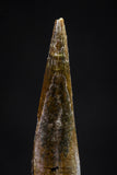 20838 - Finest Quality 0.84 Inch Pterosaur (Coloborhynchus) Tooth Cretaceous KemKem