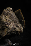 06181 - Beautiful 0.69 Inch Black Squalicorax pristodontus (Crow Shark) Tooth - New Location