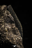 06182 - Nice Serrated 0.67 Inch Black Squalicorax pristodontus (Crow Shark) Tooth - New Location