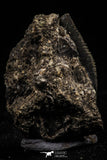 06182 - Nice Serrated 0.67 Inch Black Squalicorax pristodontus (Crow Shark) Tooth - New Location
