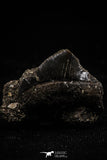 06183 - Beautiful 0.65 Inch Black Squalicorax pristodontus (Crow Shark) Tooth - New Location