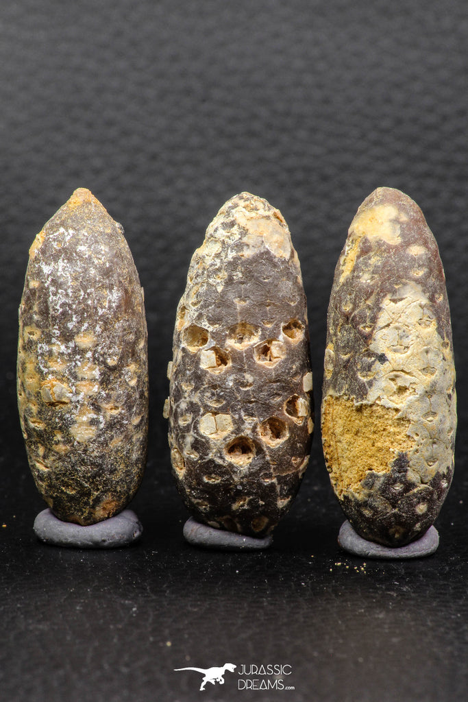 05446 - Great Collection of 3 Fossilized Silicified Pine Cones EQUICALASTROBUS Eocene Sahara Desert