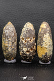 05446 - Great Collection of 3 Fossilized Silicified Pine Cones EQUICALASTROBUS Eocene Sahara Desert