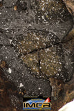 08924 -Top Rare NWA IMB Impact Melt Breccia Chondrite Meteorite Polished Section 57.9 g