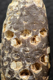 05446 - Great Collection of 3 Fossilized Silicified Pine Cones EQUICALASTROBUS Eocene Sahara Desert