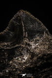 06183 - Beautiful 0.65 Inch Black Squalicorax pristodontus (Crow Shark) Tooth - New Location