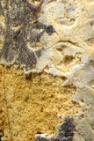 05446 - Great Collection of 3 Fossilized Silicified Pine Cones EQUICALASTROBUS Eocene Sahara Desert