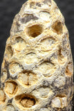 05446 - Great Collection of 3 Fossilized Silicified Pine Cones EQUICALASTROBUS Eocene Sahara Desert