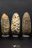 05446 - Great Collection of 3 Fossilized Silicified Pine Cones EQUICALASTROBUS Eocene Sahara Desert