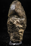 06184 - Nicely Preserved 0.53 Inch Black Squalicorax pristodontus (Crow Shark) Tooth in Natural Matrix