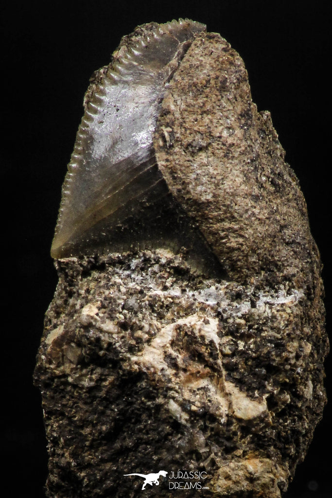 06184 - Nicely Preserved 0.53 Inch Black Squalicorax pristodontus (Crow Shark) Tooth in Natural Matrix