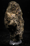 06184 - Nicely Preserved 0.53 Inch Black Squalicorax pristodontus (Crow Shark) Tooth in Natural Matrix