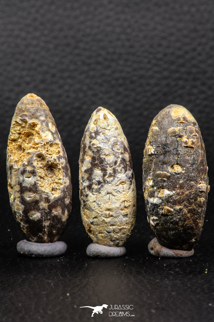 05447 - Great Collection of 3 Fossilized Silicified Pine Cones EQUICALASTROBUS Eocene Sahara Desert