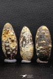 05447 - Great Collection of 3 Fossilized Silicified Pine Cones EQUICALASTROBUS Eocene Sahara Desert