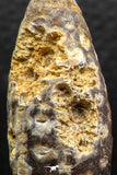 05447 - Great Collection of 3 Fossilized Silicified Pine Cones EQUICALASTROBUS Eocene Sahara Desert