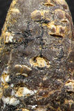 05447 - Great Collection of 3 Fossilized Silicified Pine Cones EQUICALASTROBUS Eocene Sahara Desert