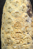 05447 - Great Collection of 3 Fossilized Silicified Pine Cones EQUICALASTROBUS Eocene Sahara Desert