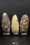 05447 - Great Collection of 3 Fossilized Silicified Pine Cones EQUICALASTROBUS Eocene Sahara Desert