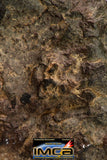 08926 -Top Rare NWA IMB Impact Melt Breccia Chondrite Meteorite Polished Section 29.1 g
