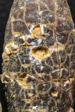 05447 - Great Collection of 3 Fossilized Silicified Pine Cones EQUICALASTROBUS Eocene Sahara Desert