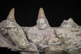 20840 - Collector Grade 6.10 Inch Platecarpus ptychodon (Mosasaur) Partial Right Hemi-Maxilla Cretaceous