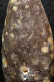 05447 - Great Collection of 3 Fossilized Silicified Pine Cones EQUICALASTROBUS Eocene Sahara Desert