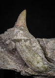 20840 - Collector Grade 6.10 Inch Platecarpus ptychodon (Mosasaur) Partial Right Hemi-Maxilla Cretaceous