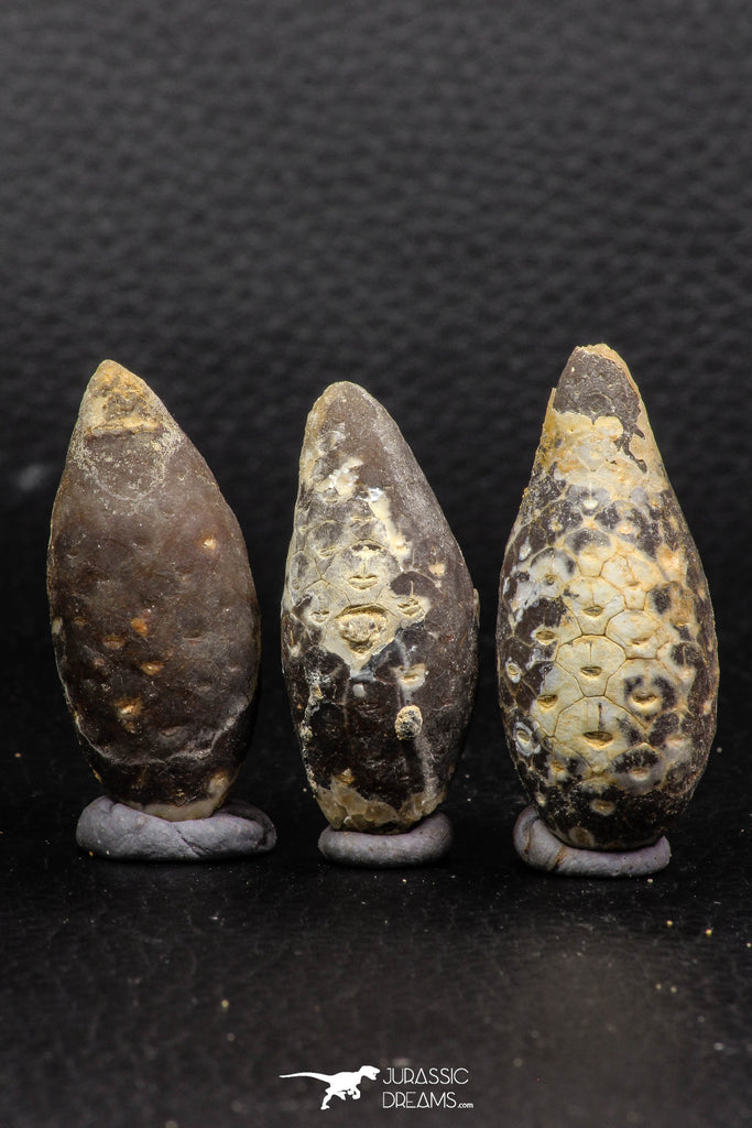 05448 - Great Collection of 3 Fossilized Silicified Pine Cones EQUICALASTROBUS Eocene Sahara Desert