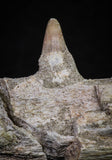 20840 - Collector Grade 6.10 Inch Platecarpus ptychodon (Mosasaur) Partial Right Hemi-Maxilla Cretaceous