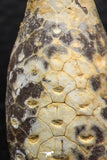 05448 - Great Collection of 3 Fossilized Silicified Pine Cones EQUICALASTROBUS Eocene Sahara Desert