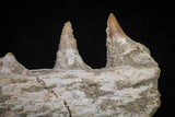 20840 - Collector Grade 6.10 Inch Platecarpus ptychodon (Mosasaur) Partial Right Hemi-Maxilla Cretaceous