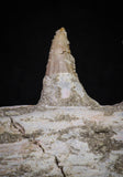 20840 - Collector Grade 6.10 Inch Platecarpus ptychodon (Mosasaur) Partial Right Hemi-Maxilla Cretaceous