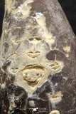 05448 - Great Collection of 3 Fossilized Silicified Pine Cones EQUICALASTROBUS Eocene Sahara Desert