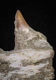 20840 - Collector Grade 6.10 Inch Platecarpus ptychodon (Mosasaur) Partial Right Hemi-Maxilla Cretaceous