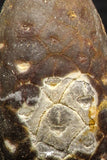05448 - Great Collection of 3 Fossilized Silicified Pine Cones EQUICALASTROBUS Eocene Sahara Desert