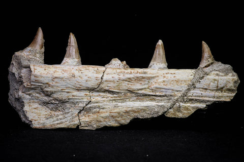 20840 - Collector Grade 6.10 Inch Platecarpus ptychodon (Mosasaur) Partial Right Hemi-Maxilla Cretaceous