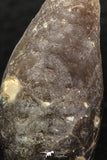 05448 - Great Collection of 3 Fossilized Silicified Pine Cones EQUICALASTROBUS Eocene Sahara Desert