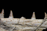 20840 - Collector Grade 6.10 Inch Platecarpus ptychodon (Mosasaur) Partial Right Hemi-Maxilla Cretaceous