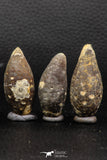 05448 - Great Collection of 3 Fossilized Silicified Pine Cones EQUICALASTROBUS Eocene Sahara Desert