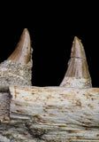 20840 - Collector Grade 6.10 Inch Platecarpus ptychodon (Mosasaur) Partial Right Hemi-Maxilla Cretaceous
