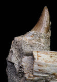 20840 - Collector Grade 6.10 Inch Platecarpus ptychodon (Mosasaur) Partial Right Hemi-Maxilla Cretaceous